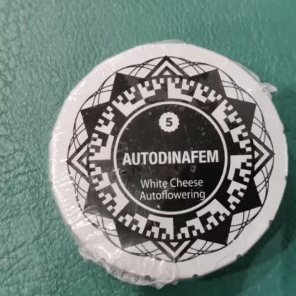 White Cheese Auto x5 – Dinafem
