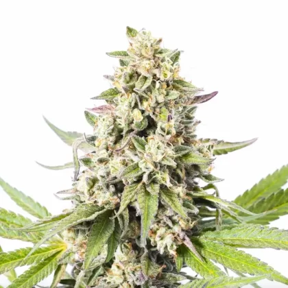 Lucky Charms Autoflower Seeds - Amount#1>6>12>24