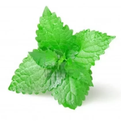 Green Mint (Double Mint)