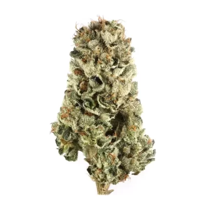 Holy Grail(Hybrid)