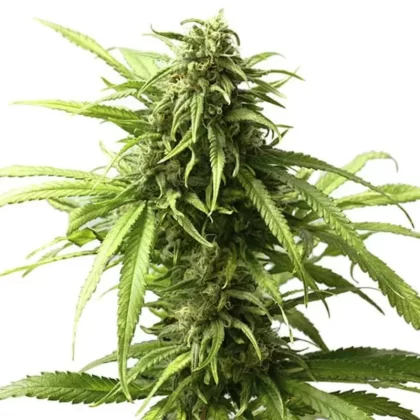Junior Mints Feminized Seeds - Amount#6>12>24