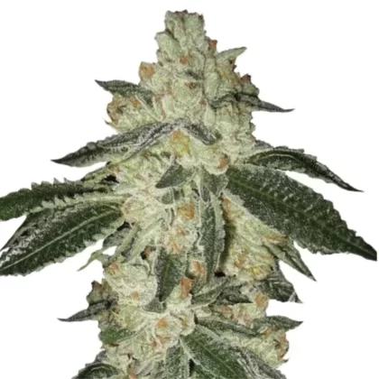 Aurora Indica Autoflower Seeds - Amount#6>12>24